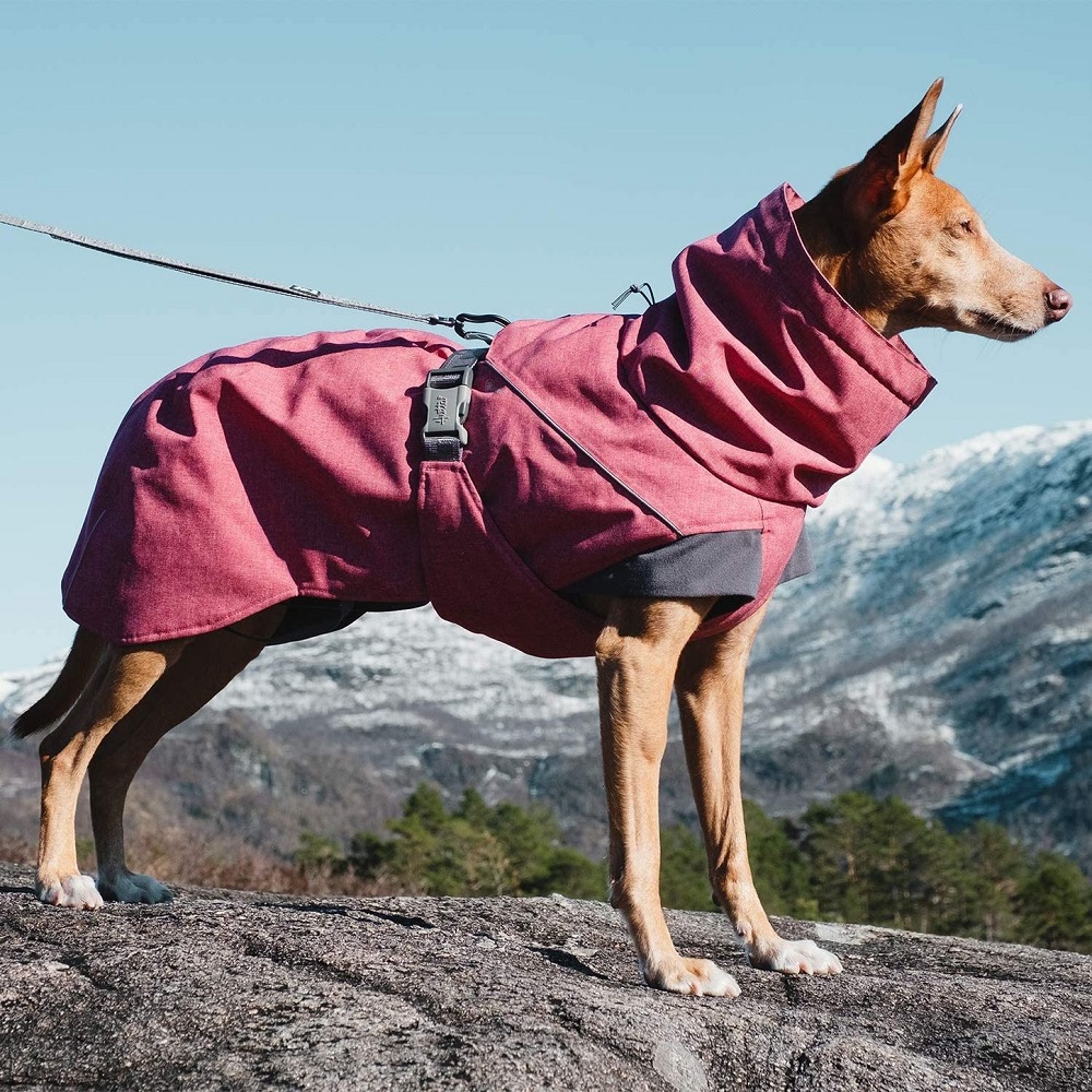 dog coat