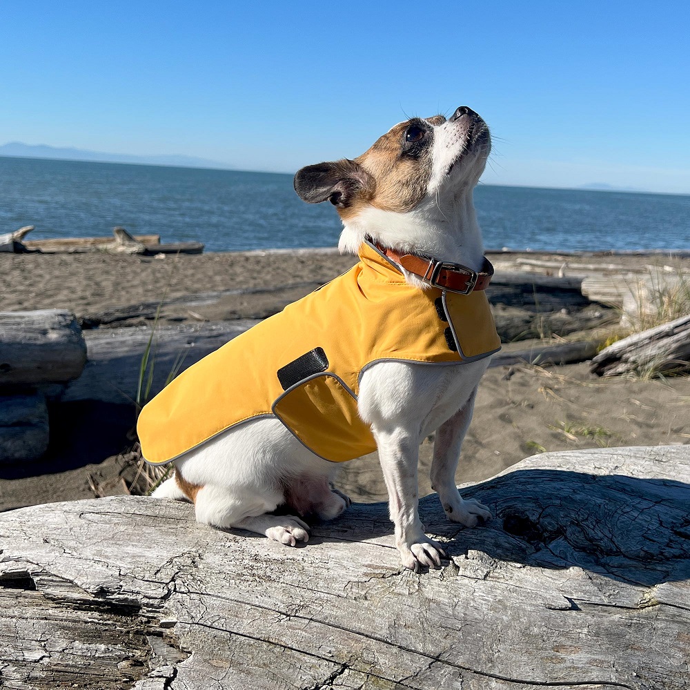 dog rain coat