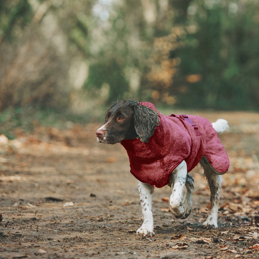 dog coat