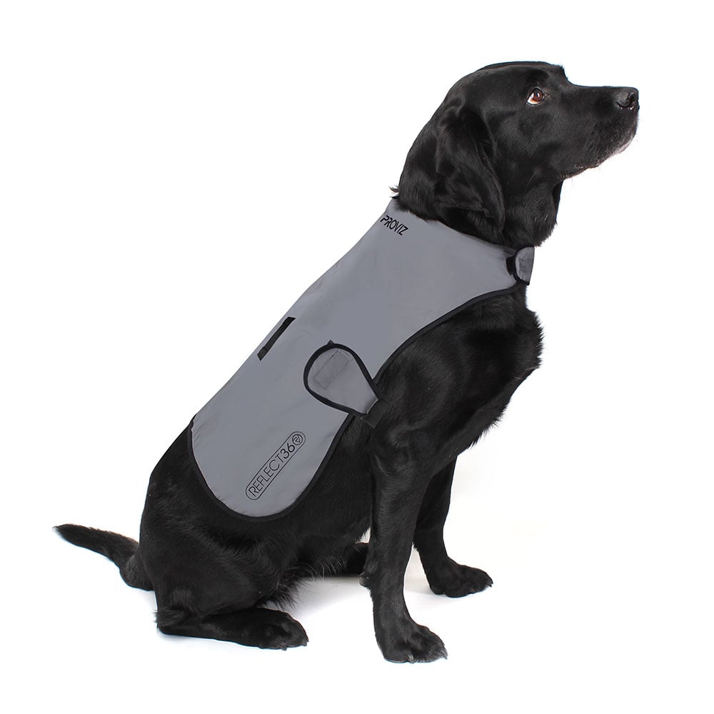 dog coat