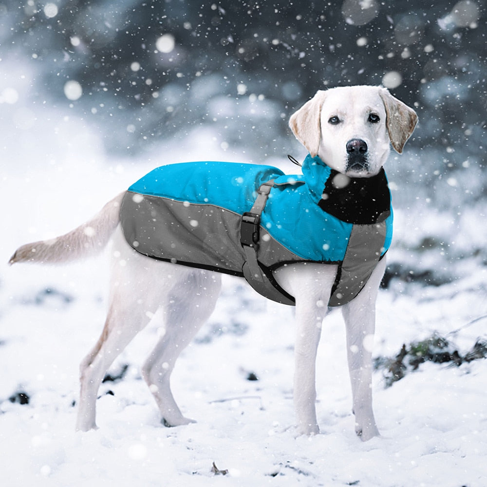dog winter coat