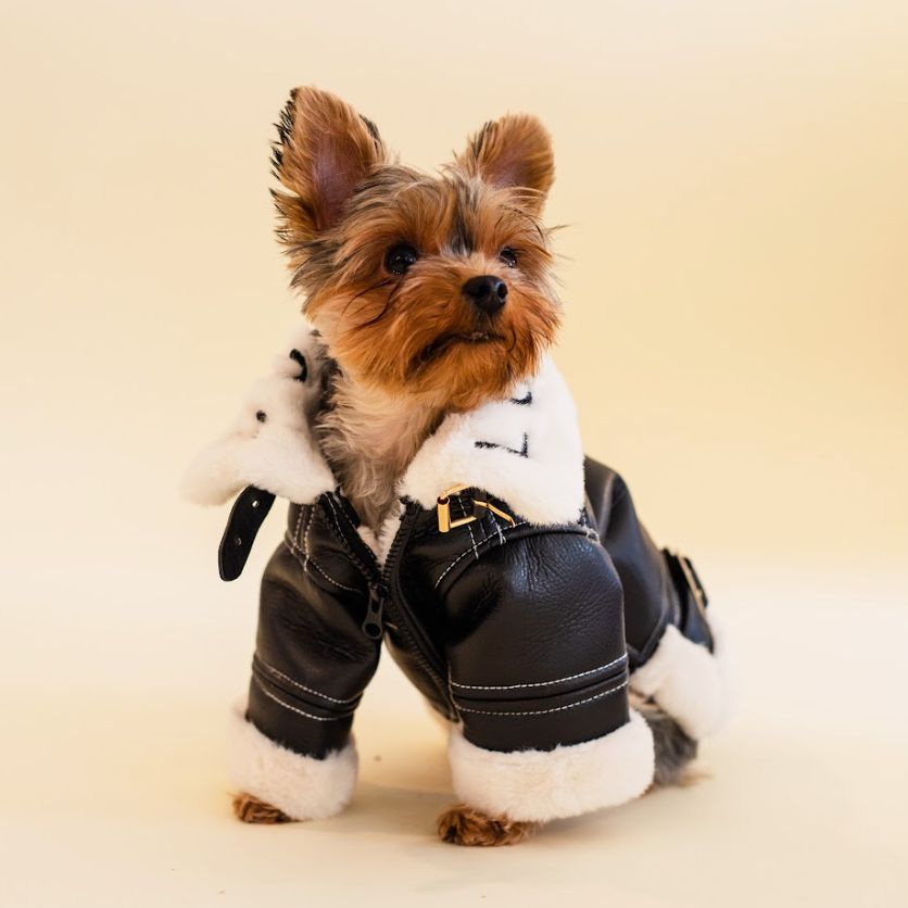 dog winter coat